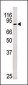 Phospho-Rb(S249) Antibody